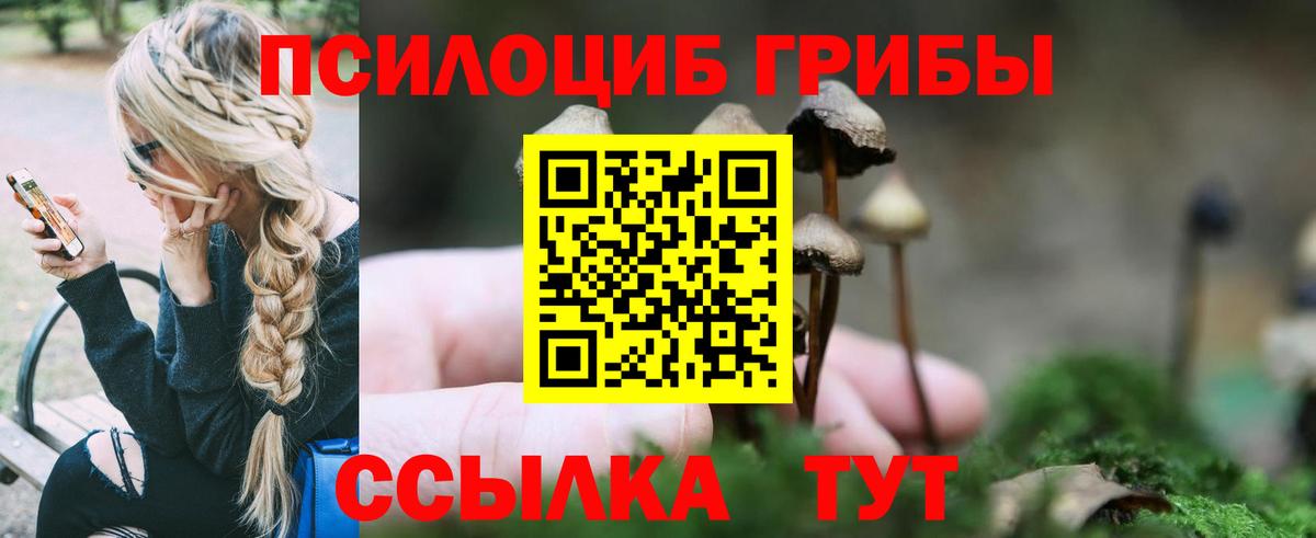 Галлюциногенные грибы Psilocybine cubensis Каменка